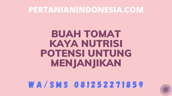 Buah Tomat Kaya Nutrisi Potensi Untung Menjanjikan
